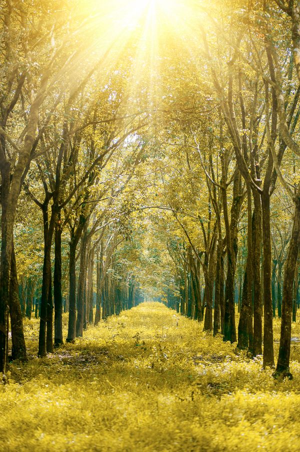 Sunrise through forest path symbolizing hope and recovery